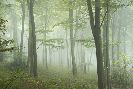 郁郁葱葱的绿色童话增长概念迷雾森林景观形象