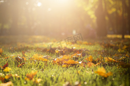 阳光洒满摄影照片_黄秋的叶子落在公园的绿草上，洒满了阳光.
