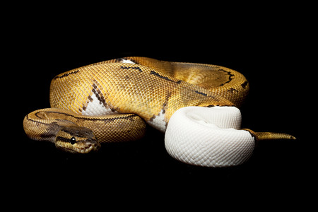 条纹球摄影照片_条纹花斑球 python