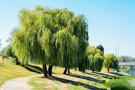 现场摇签抽奖摄影照片_柳树和路径在银行的池塘的现场图片