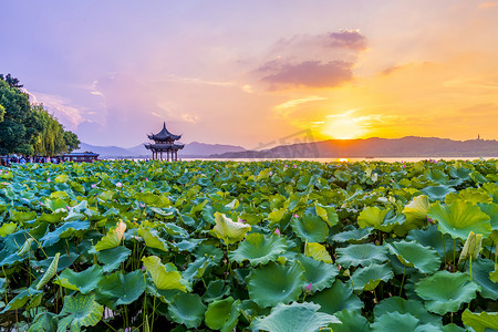 西湖古亭中的荷花和夕阳云