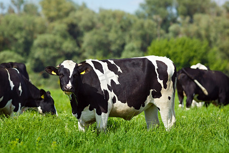 放牛摄影照片_在夏天的牧场上放牛. 