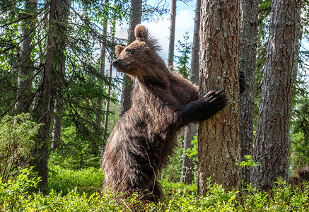 在夏日的森林里,棕熊用后腿站在一棵树旁. Ursus Arctos（棕熊） 。 绿色自然背景.