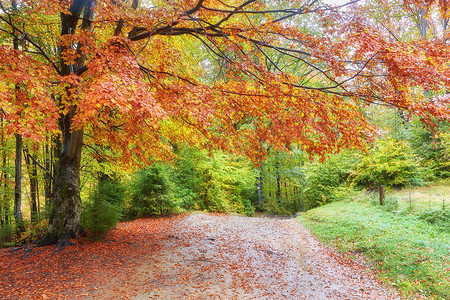 在金色的秋天风景美好的幻想森林与克里克.