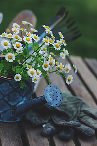 花园的工作仍然在夏天的生活。甘菊花, 手套和 toold 在露天的木桌上, 在阳光明媚的日子里, 鲜花盛开的背景.