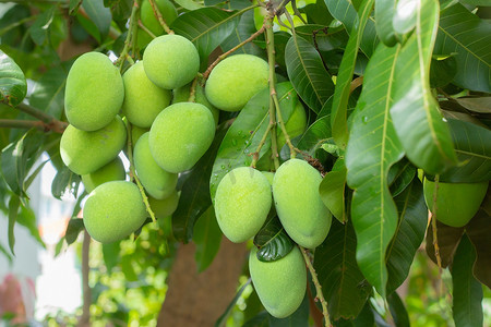 Thai mango or Mangifera indica is a small fruit with a sour but delicious taste. It is used as an ingredient in many Thai dishes such as spicy salads or eaten with sweet fish sauce.