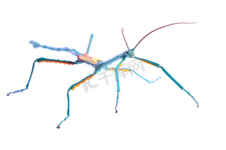 马达加斯加竹节虫 achrioptera 倒水莲隔离