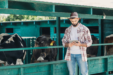 戴帽子的奶牛摄影照片_农民使用数字平板电脑