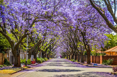 南非约翰内斯堡摄影照片_去年10月，南非约翰内斯堡和比勒陀利亚街道上的紫蓝茉莉花盛开