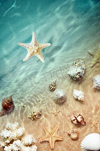 用沙子夏天海滩上的海星,