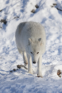 北极狼 (arctos) 站立在冬天雪在加拿大