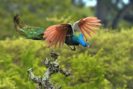 蓝色孔雀摄影照片_飞翔的印度孔雀