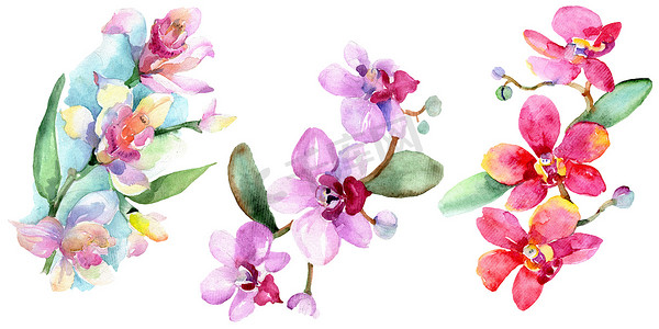 美丽的兰花花与绿叶隔离在白色。水彩背景插图。水彩画时尚水彩画。被隔绝的兰花例证元素.