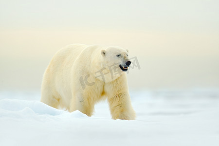冰雪场景摄影照片_冰雪下的北极熊