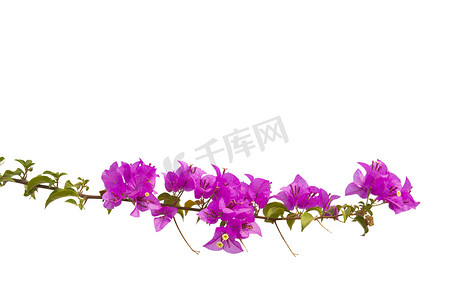 Bougainvilleas branch isolated on white background. Clipping pat