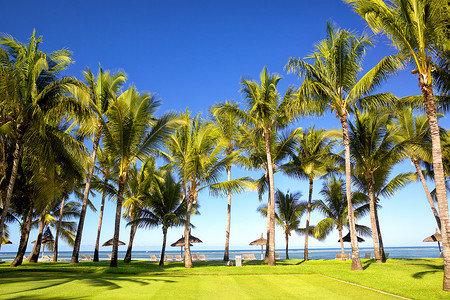 毛里求斯岛热带棕榈滩
