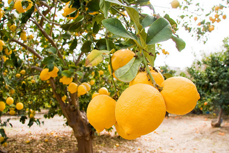塞浦路斯岛Paphos区Pomos树上的柠檬果