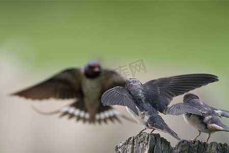 燕子的嘴巴摄影照片_燕子鸟