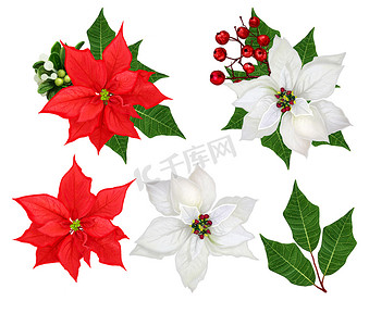 插花圣诞摄影照片_设置。花的 puansetii 白色和红色，叶插花。圣诞套。白色背景上孤立.