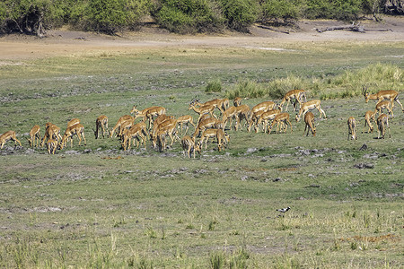 Beautiful view of a group of impala antelopes grazing in the vast Chobe National Park. Zimbabwe