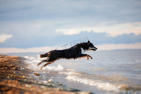 狗跳下水去了。湖上的一只活泼的宠物. 
