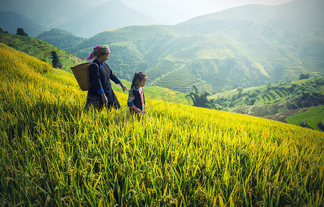 母亲和女儿苗族，工作在越南稻田上梯田在多雨的季节