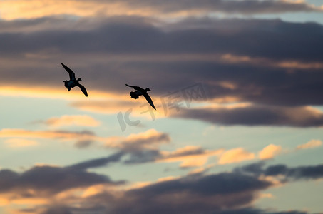 落日的天空摄影照片_在落日的天空中飞行的剪影的鸭子 