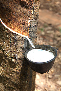 橡胶树的乳汁流进一个木碗