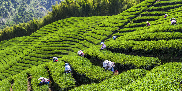 在茶园采摘茶叶的妇女.