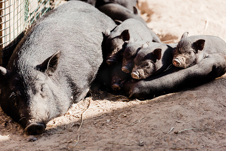 大猪摄影照片_可爱的小猪和躺在地上的大猪 