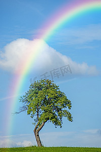 与彩虹树