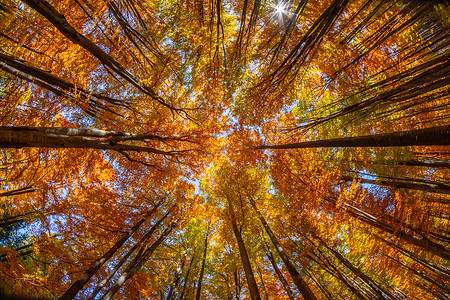 foliage摄影照片_Beautiful view of a forest with trees and foliage autumn leaves, Sfanta Ana, Harghita County, Romania