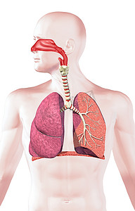 人类呼吸道系统截面.