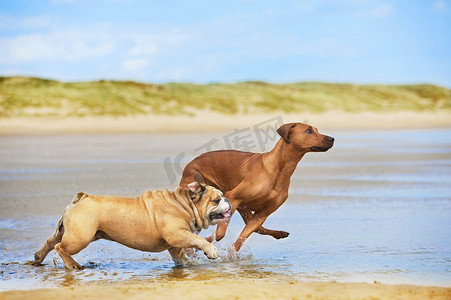 两只狗英国牛头犬和罗得西亚 ridgeback 的狗，在运行