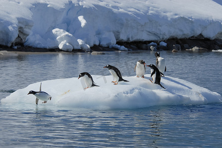 巴布亚企鹅跳从冰