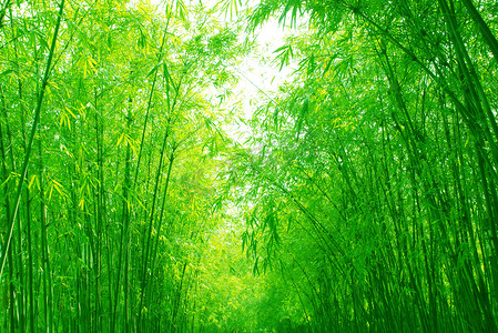 绿竹林在春季的一天