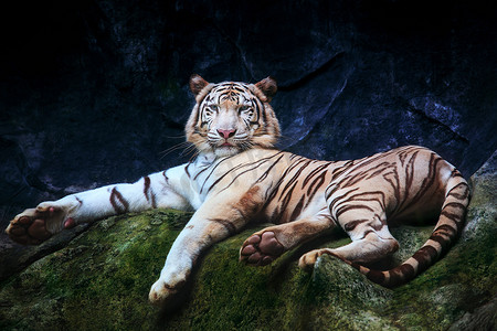 特殊颜色老虎躺着放松对岩石 clift 和看