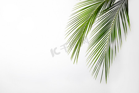 成群的绿叶奇异的椰枣树，在白色的背景上被隔离。具有明显纹理的热带植物叶子。无污染符号。关闭，复制空间.