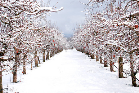 雪下的苹果园, 冬季景观