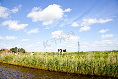 荷兰景观与草和牛