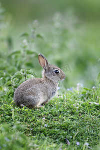 兔子，穴兔串孔