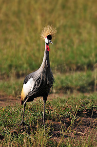 灰冠的鹤在马赛马拉，肯尼亚