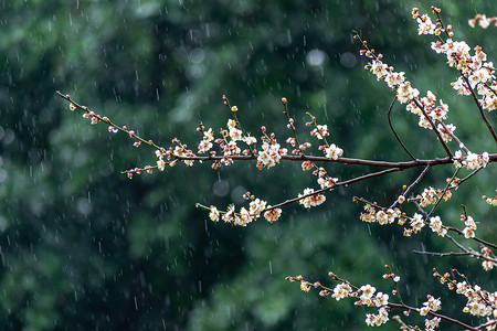 在雨中摄影照片_白梅花在雨中的绿色背景上绽放