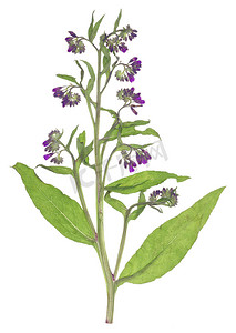 紫草科植物-聚合铁皮石斛