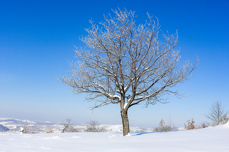 渐变蓝天摄影照片_樱桃树与冰冷的树枝对抗渐变的蓝天 