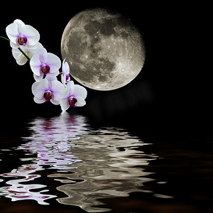 weiße Orchidee Mond Reflexionen白色的兰花月亮的几点思考
