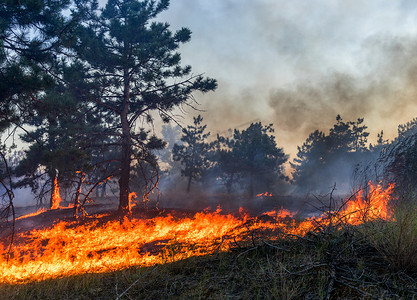 火灾防范自救措施摄影照片_森林火灾。被烧毁的树木后野火、 污染和大量的烟.