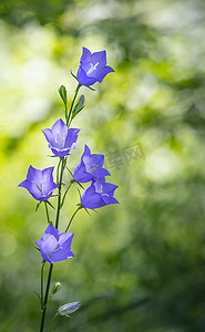 桃叶月桂花的淡蓝色花朵，具有绿色的自然植物背景。文件的自由篇幅.