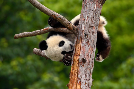 树上的熊猫熊