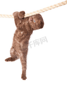 苏格兰折耳猫小猫挂在绳子上